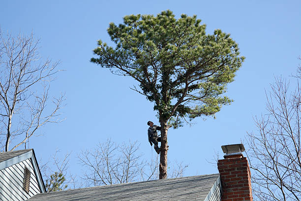 How Our Tree Care Process Works  in  Portsmouth, NH